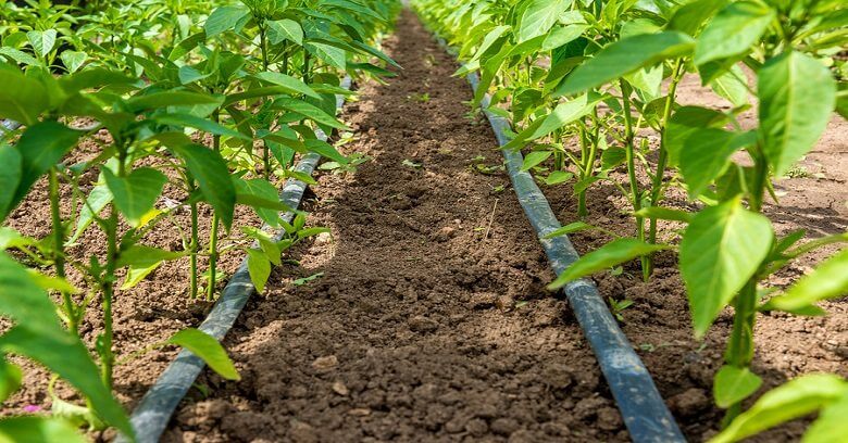 Drip Irrigation