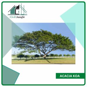 Acacia Koa