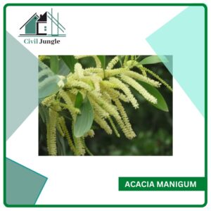 Acacia Manigum