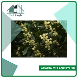 Acacia Melanoxylon